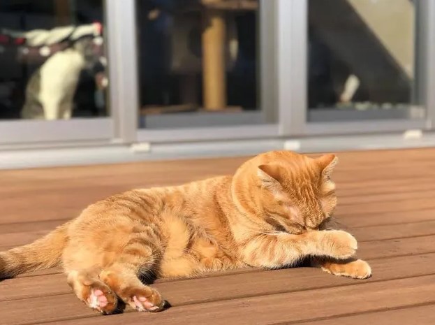 ウッドデッキ　中庭　庭のある家　芝生　猫の居場所　猫の遊び場　テラス　奈良県　奈良